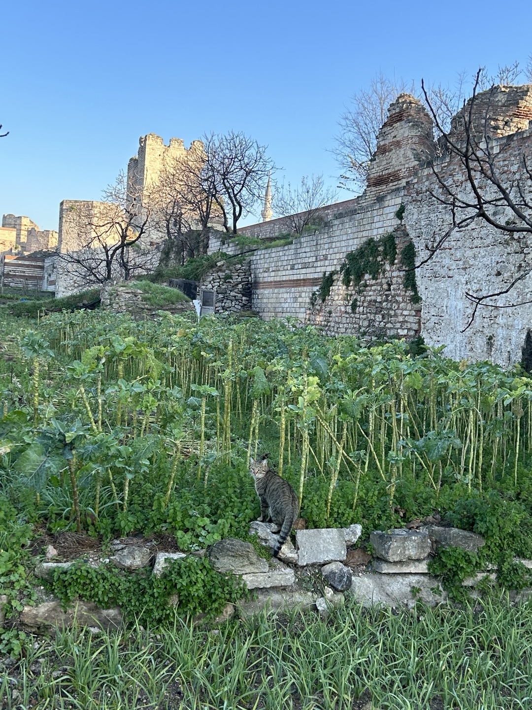 야채밭이 된 천년의 동로마를 지켜낸 3중성벽