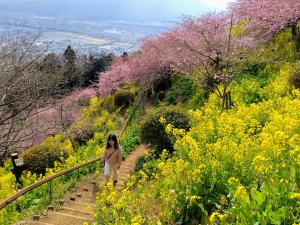 ‘봄소식 가지고 왔어요’, 일본 마츠다산 벚꽃 축제 한창
